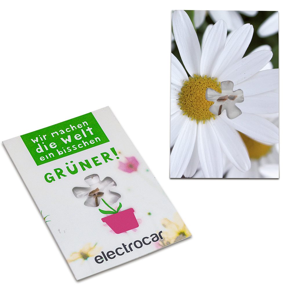 Samen-Karte-Mini Blume, Margerite