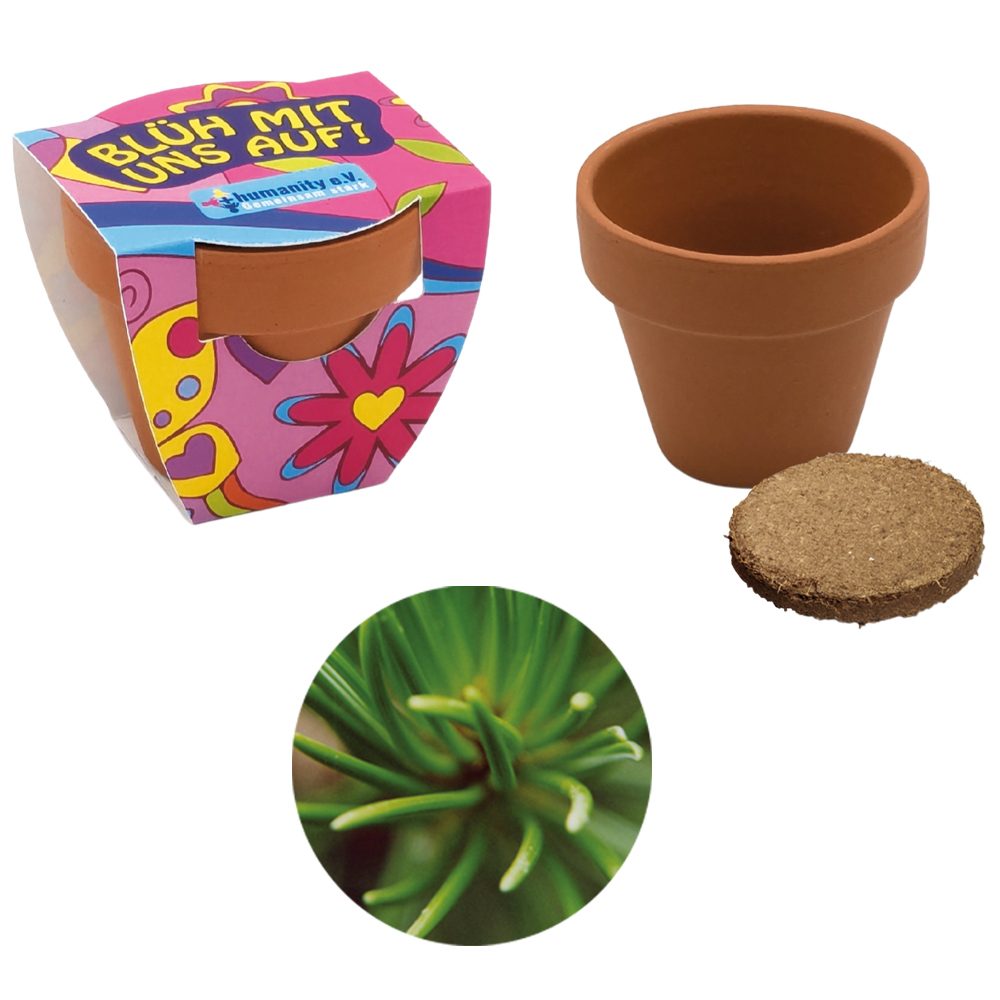 Terracotta Pflanztöpfchen, Rotfichte