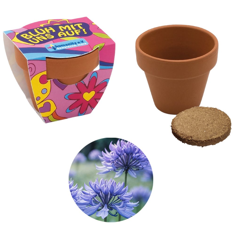 Terracotta Pflanztöpfchen, Kornblume