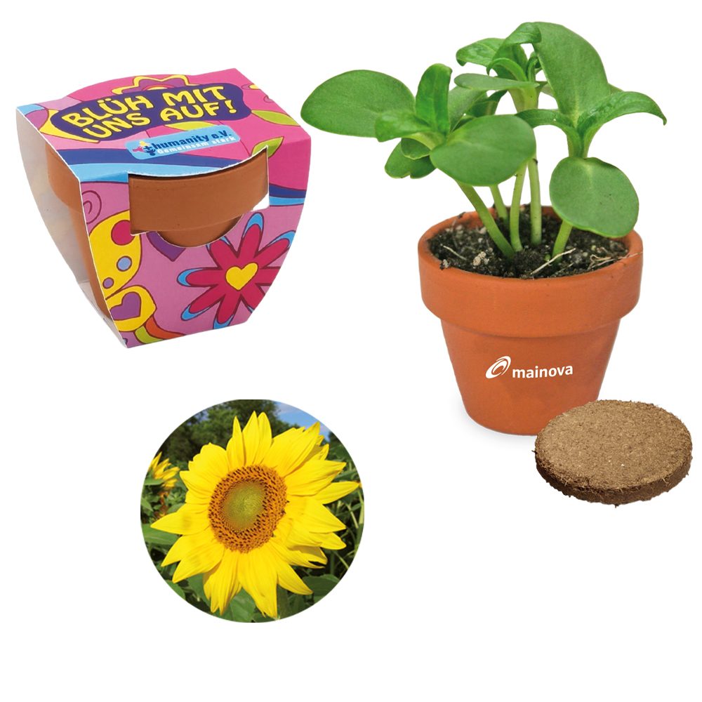 Terracotta Pflanztöpfchen, Sonnenblume inkl. Tampondruck