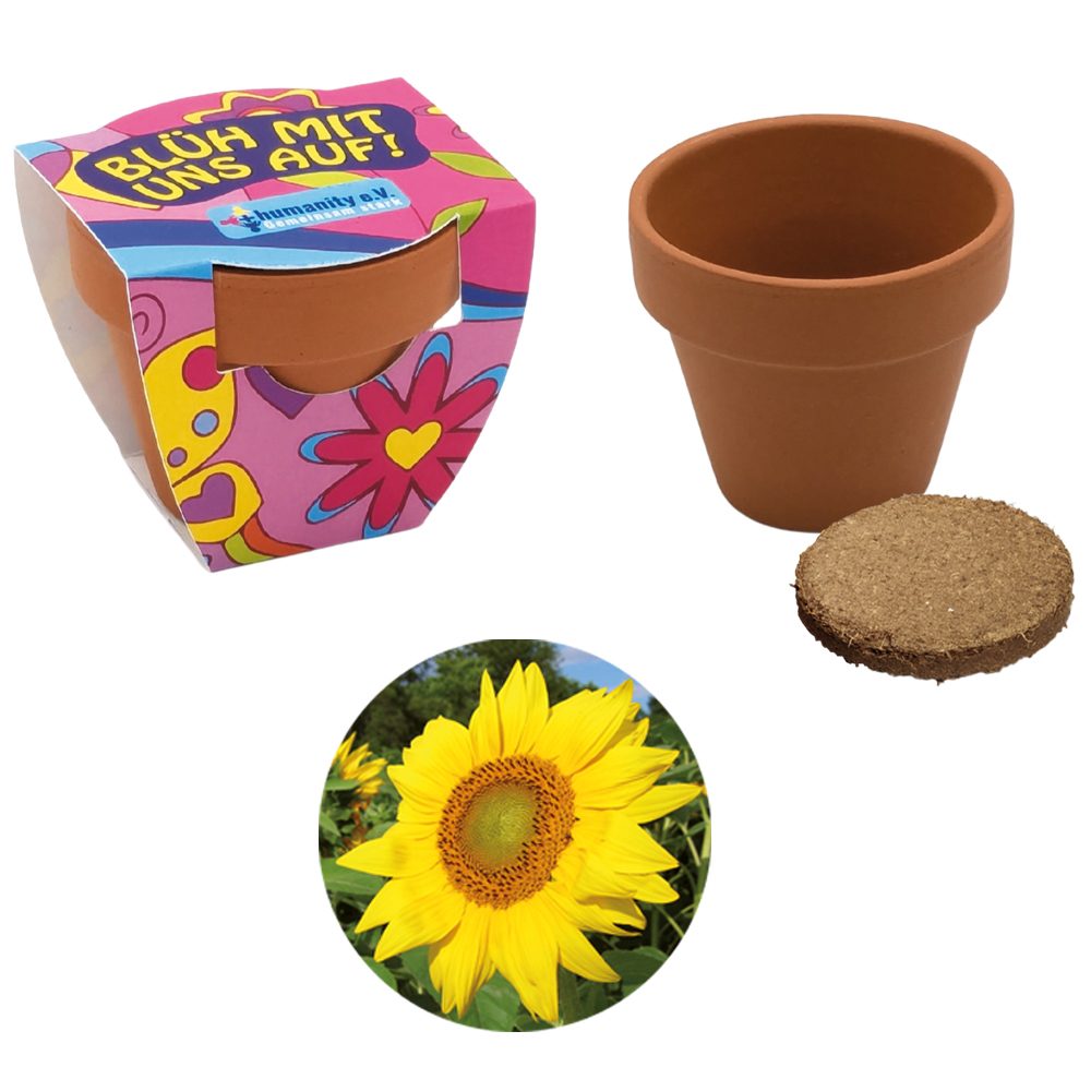 Terracotta Pflanztöpfchen, Sonnenblume