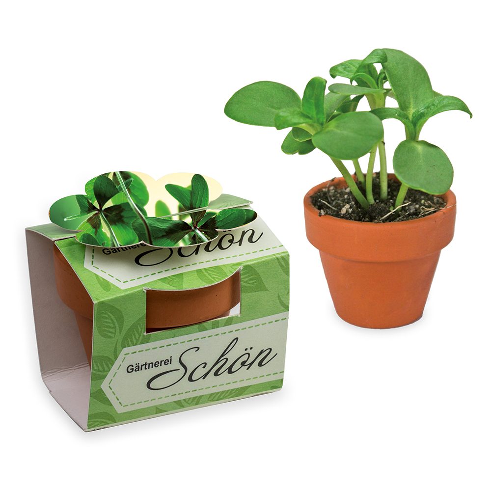 Tontöpfchen-Blume mit Samen, Glücksklee-Zwiebeln (* Je nach Verfügbarkeit der Glücksklee-Zwiebeln)