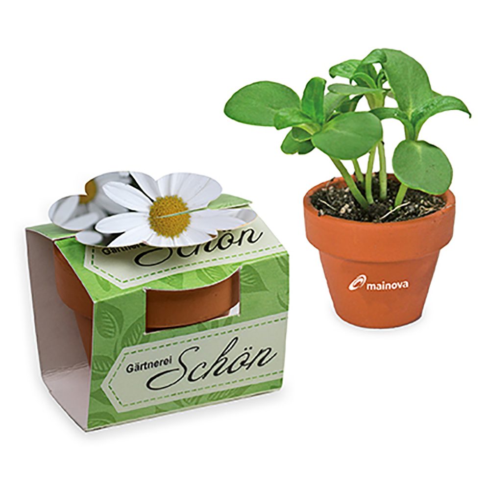 Tontöpfchen-Blume mit Samen, Margerite inkl. Tampondruck