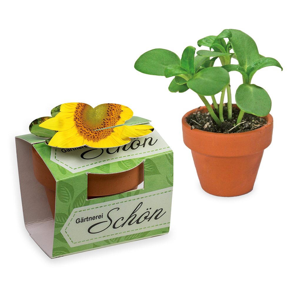 Tontöpfchen-Blume mit Samen, Sonnenblume