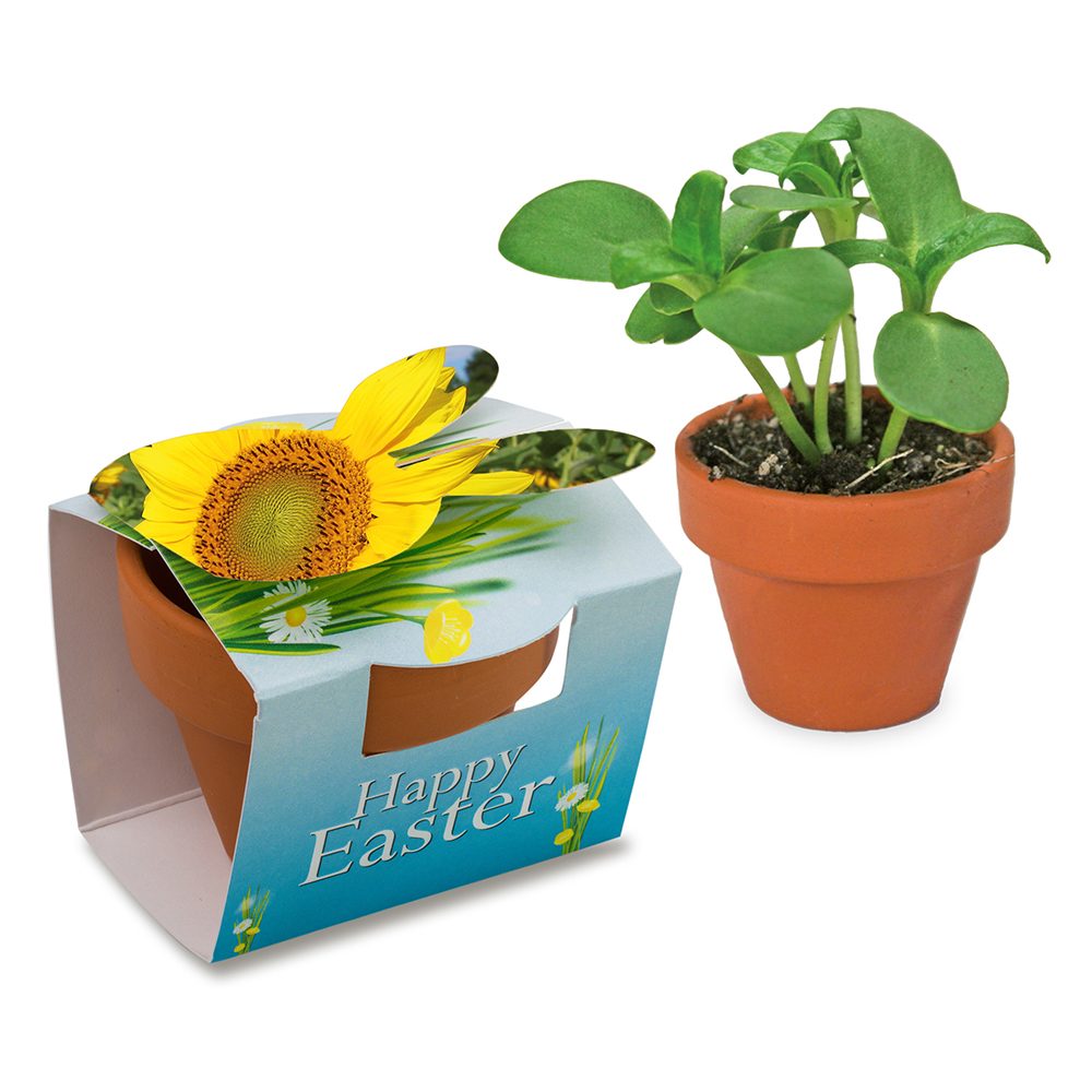 Tontöpfchen-Hase mit Samen, Sonnenblume
