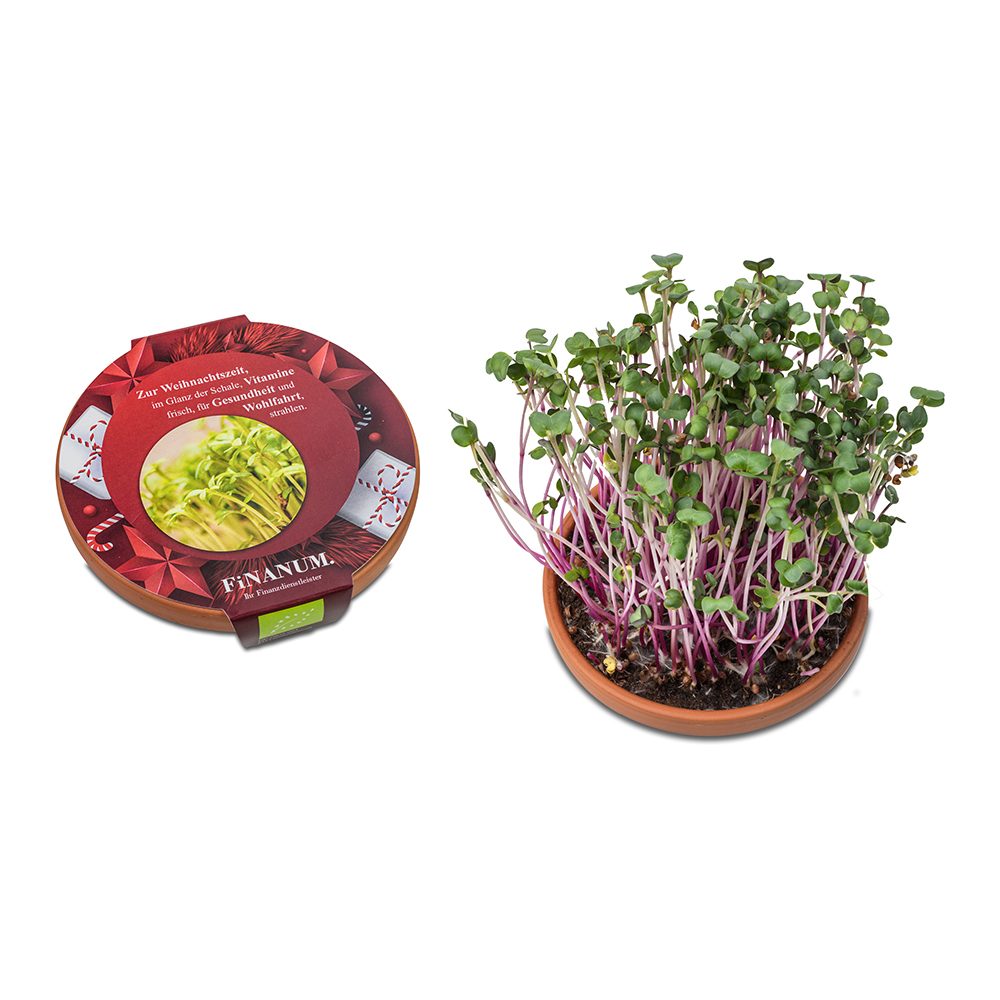 Vitamin-Schale, Rettich China Rose