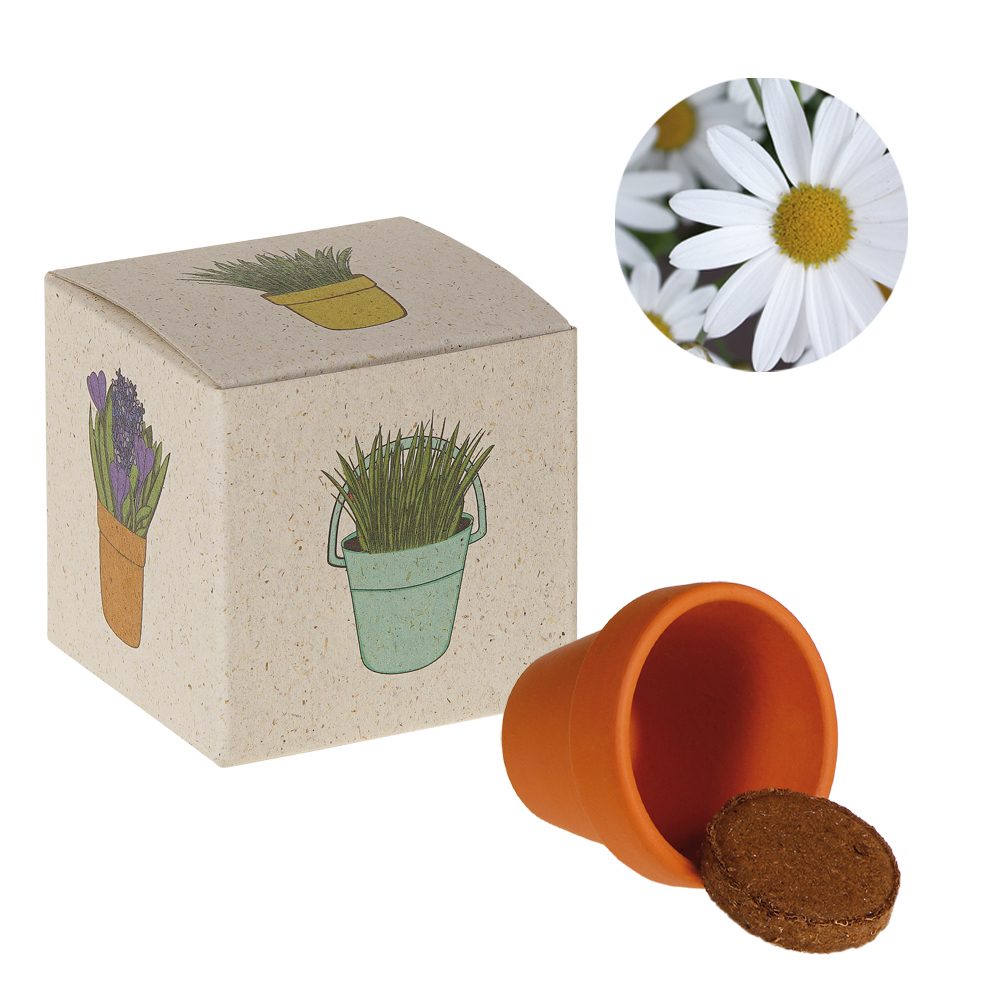 Werbepower-Samenwürfel (Graspapier), Margerite