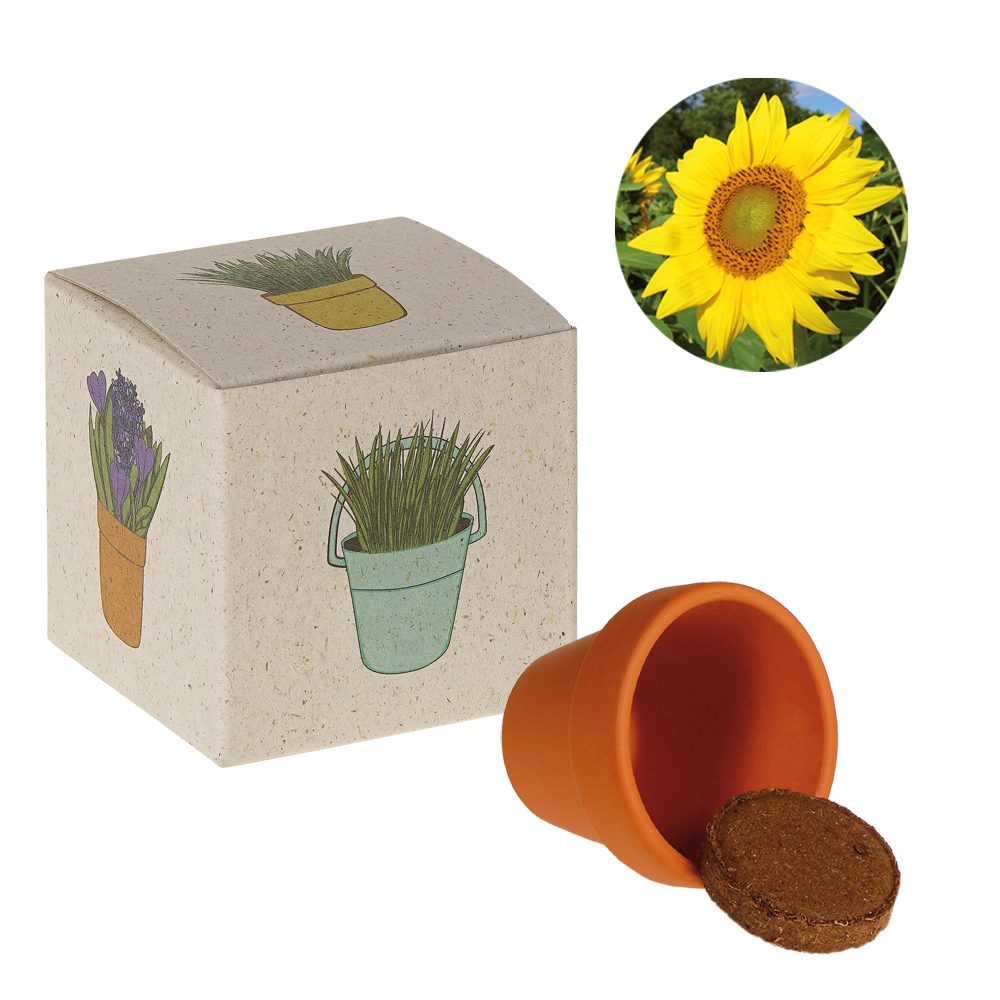 Werbepower-Samenwürfel (Graspapier), Sonnenblume