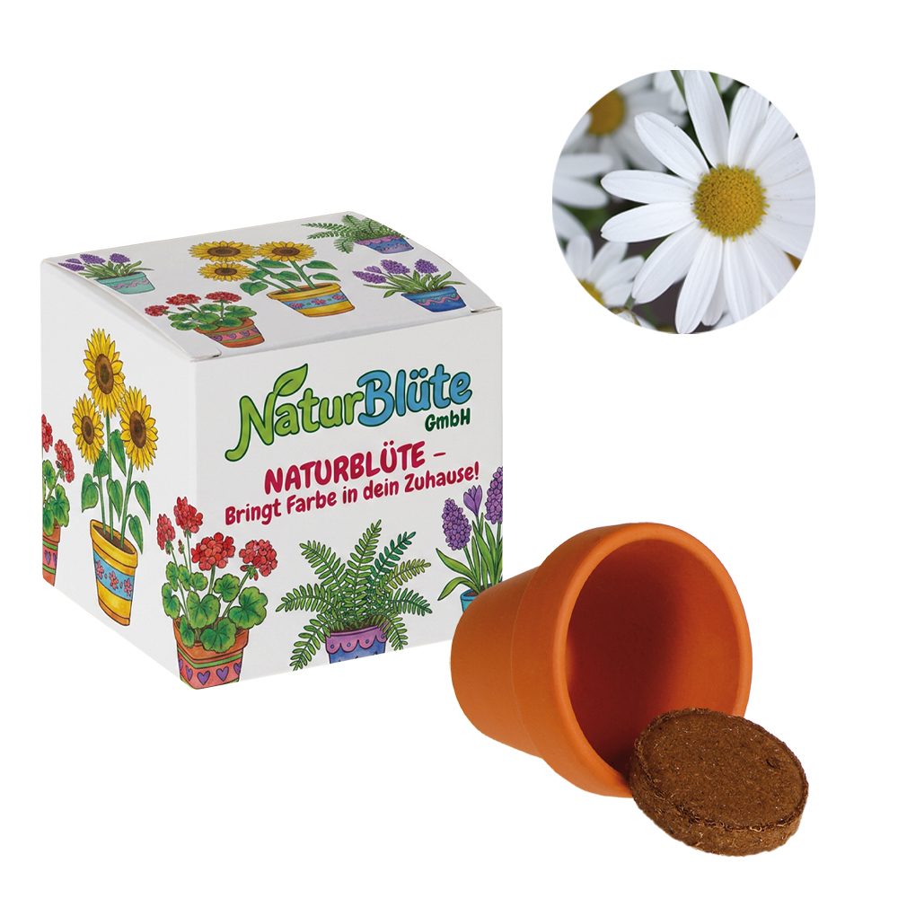 Werbepower-Samenwürfel (weißes Papier), Margerite