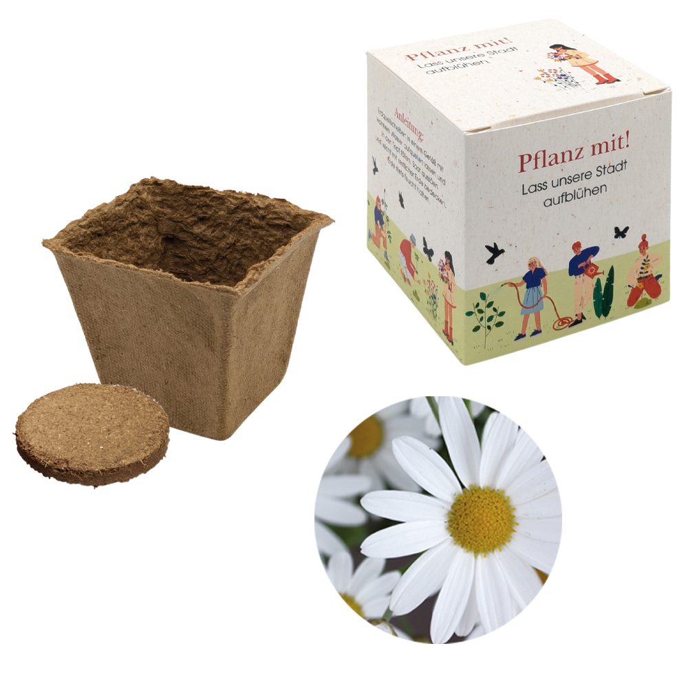 Würfel Samenpflanzset (groß), Margerite