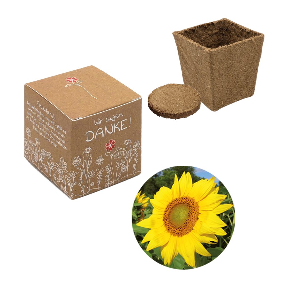 Würfel Samenpflanzset (klein), Sonnenblume