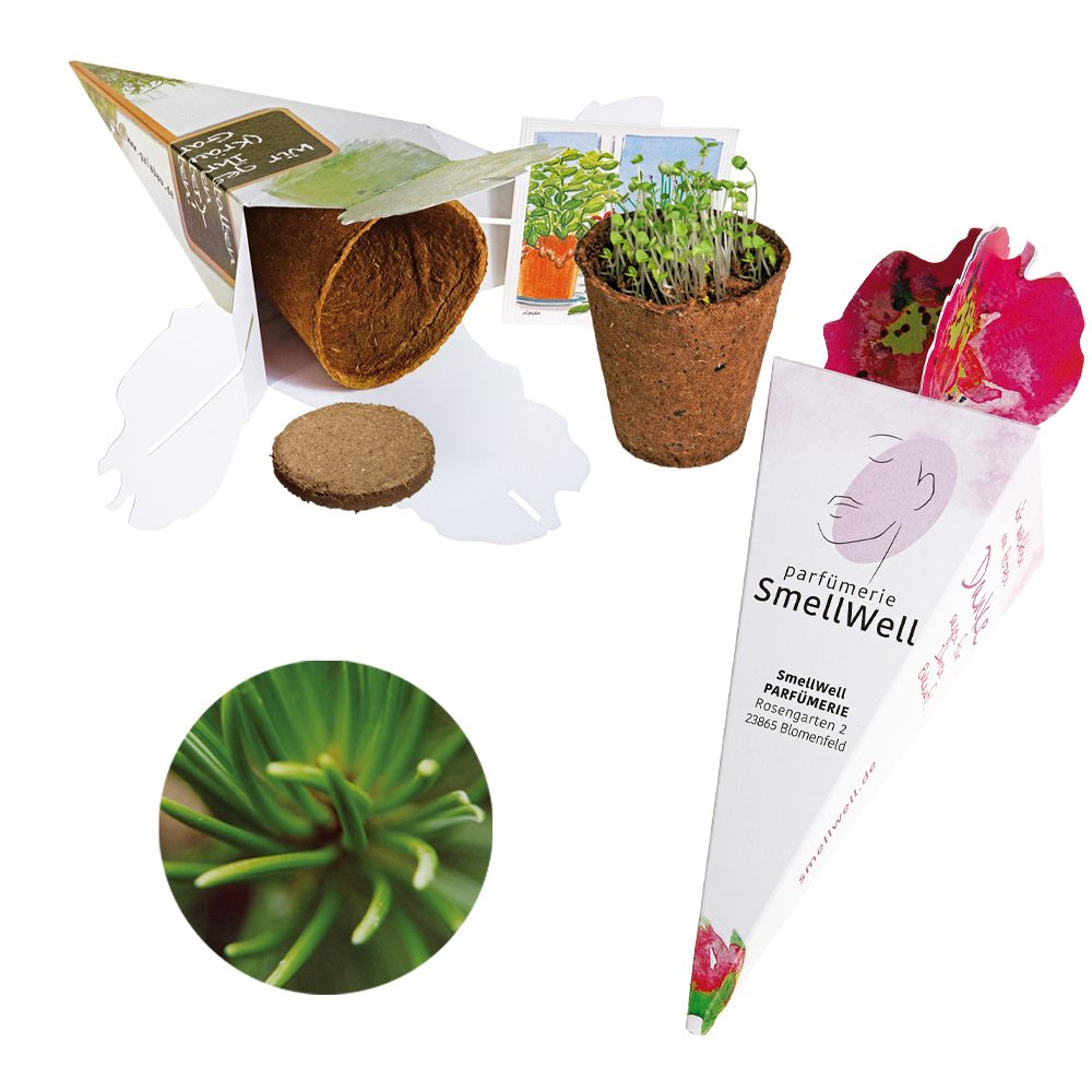 Zaubertüte - Samenset, Rotfichte