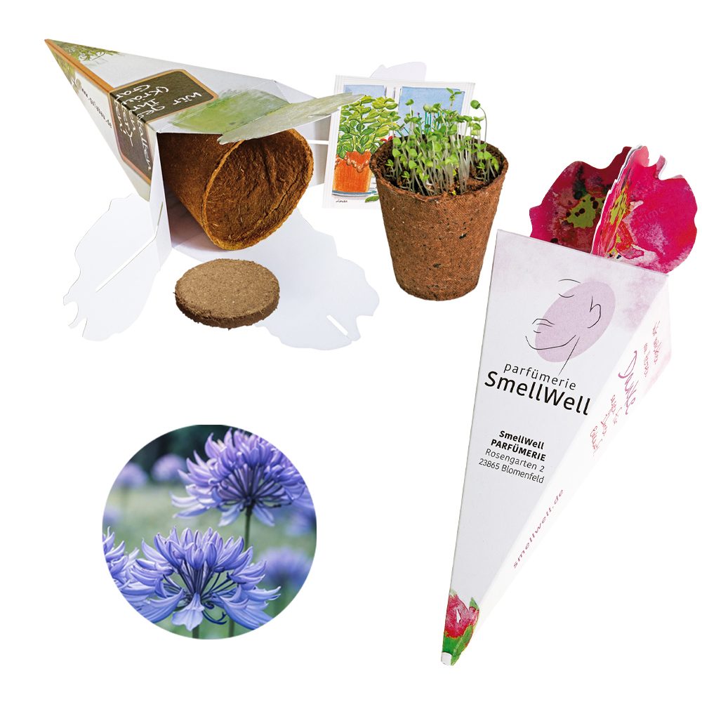 Zaubertüte - Samenset, Kornblume