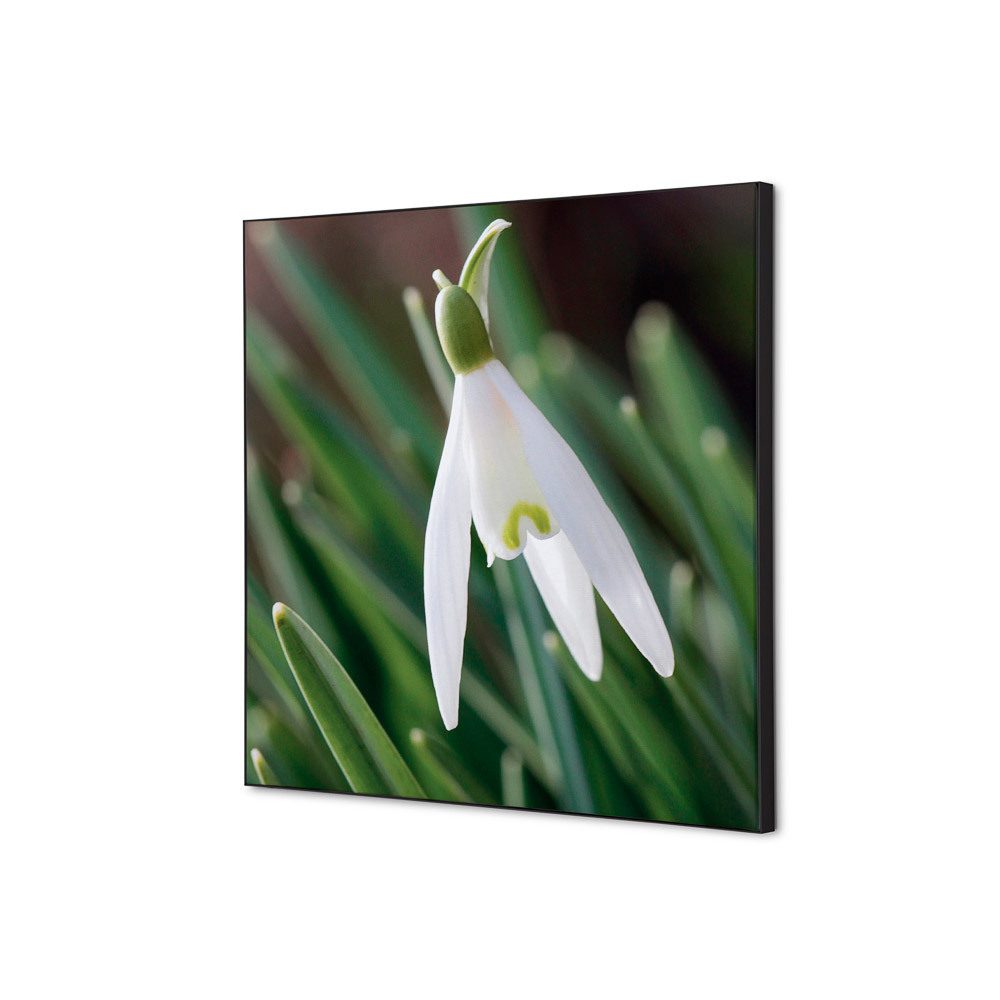 Spannstoff Wanddekoration SET 40 x 40 Motiv „Weiße Blume Schneeglöckchen“, Showdown Displays