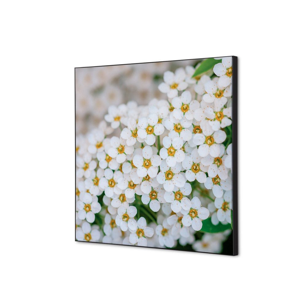 Spannstoff Wanddekoration SET 40 x 40 Motiv „Weiße Blume Spirea“, Showdown Displays