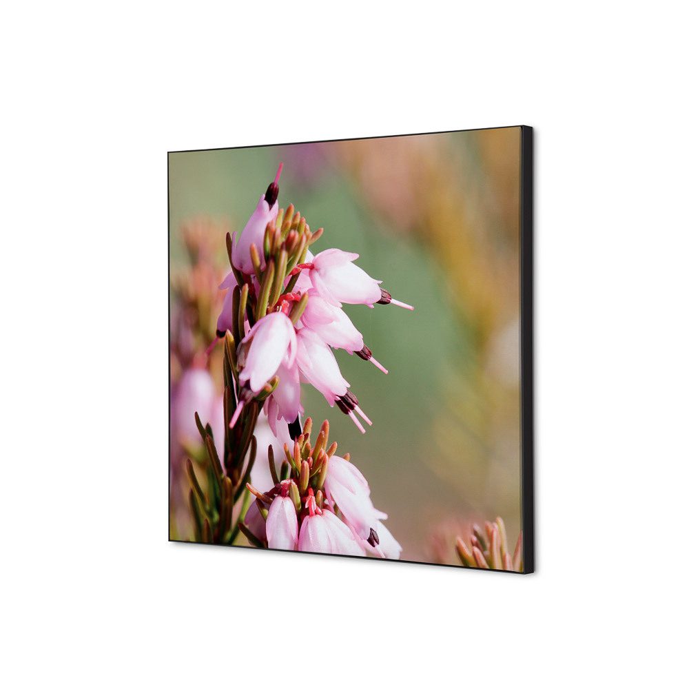 Spannstoff Wanddekoration SET 40 x 40 Motiv „Pinke Blume Erica“, Showdown Displays