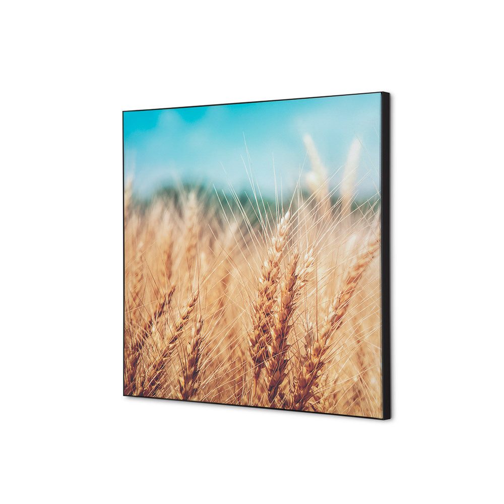 Spannstoff Wanddekoration SET 40 x 40 Motiv „Getreidefeld“, Showdown Displays