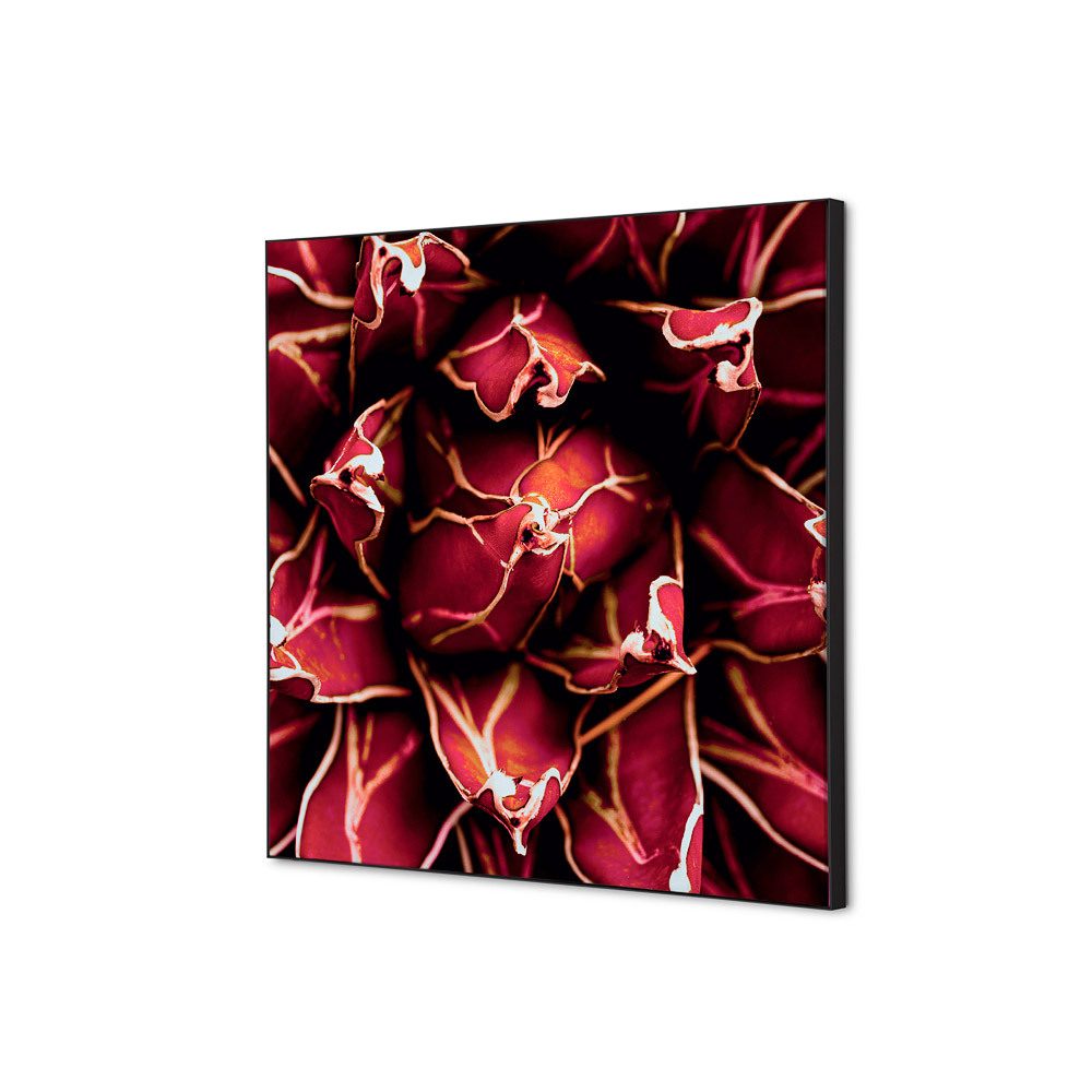 Spannstoff Wanddekoration SET 40 x 40 Motiv „Kaktus“ Rot, Showdown Displays