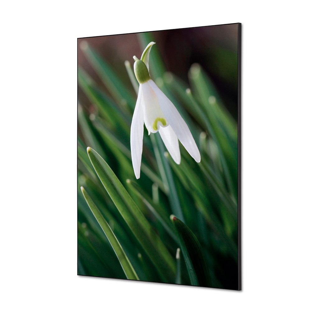 Spannstoff Wanddekoration SET A1 Motiv „Weiße Blume Schneeglöckchen“, Showdown Displays