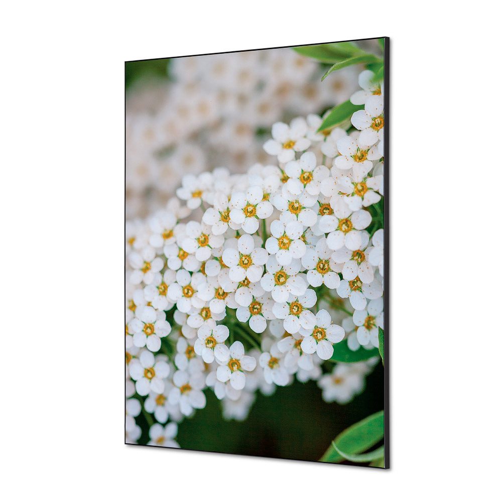 Spannstoff Wanddekoration SET A1 Motiv „Weiße Blume Spirea“, Showdown Displays