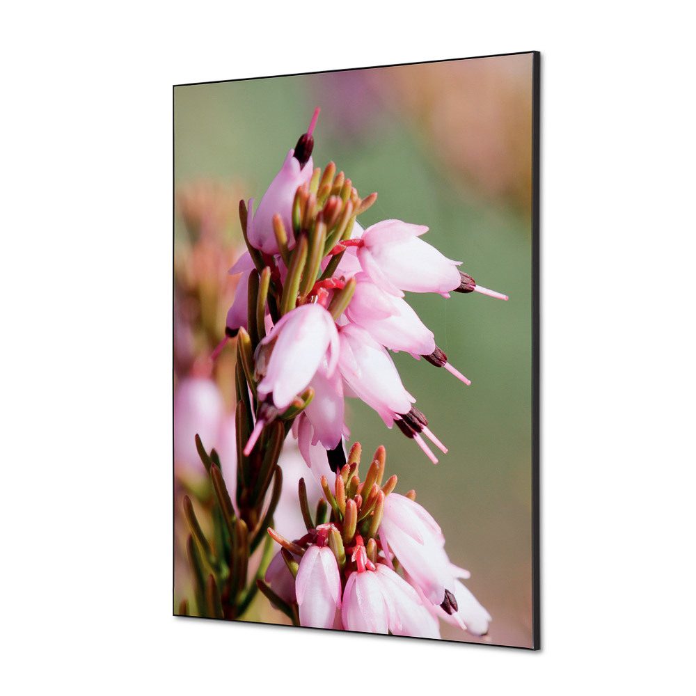 Spannstoff Wanddekoration SET A1 Motiv „Pinke Blume Erica“, Showdown Displays