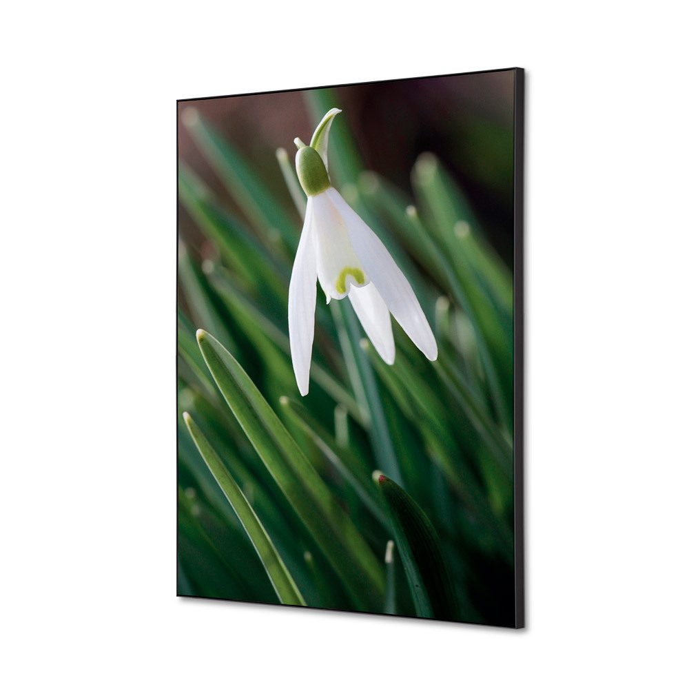 Spannstoff Wanddekoration SET A2 Motiv „Weiße Blume Schneeglöckchen“, Showdown Displays