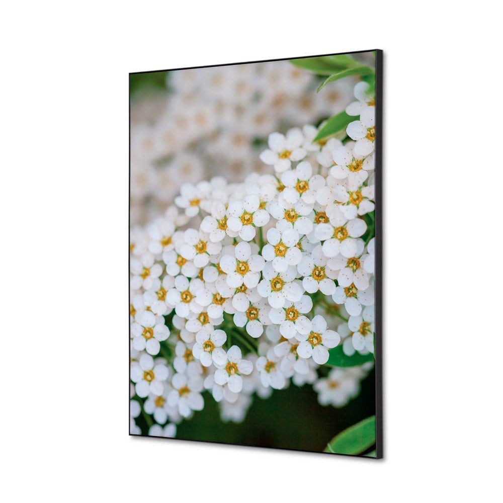 Spannstoff Wanddekoration SET A2 Motiv „Weiße Blume Spirea“, Showdown Displays