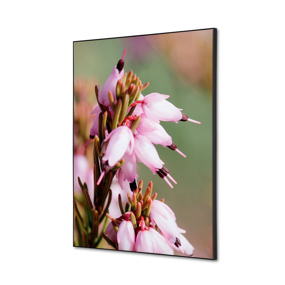 Spannstoff Wanddekoration SET A2 Motiv „Pinke Blume Erica“, Showdown Displays